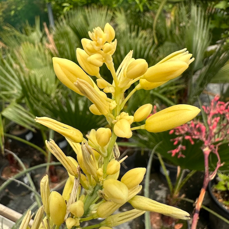 Hesperaloe parviflora 'Yellow'