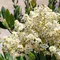 Heteromeles arbutifolia