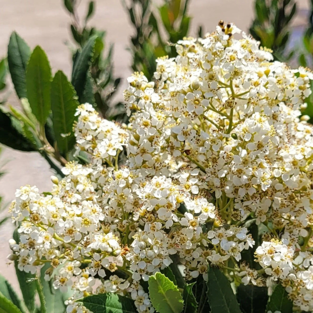Heteromeles arbutifolia
