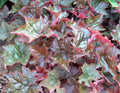 Heuchera micrantha 'Palace Purple'