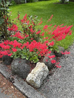 Heuchera sanguinea