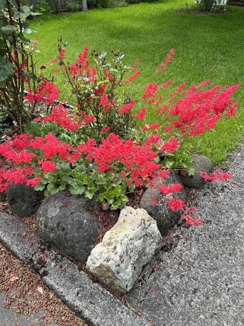 Heuchera sanguinea