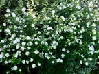 Hibiscus syriacus 'Diana'