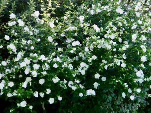 Hibiscus syriacus 'Diana'