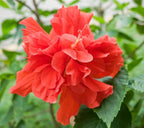 Hibiscus × rosa-sinensis 'Double Red'