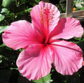Hibiscus × rosa-sinensis 'Lipstick'