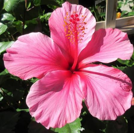 Hibiscus × rosa-sinensis 'Lipstick'