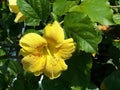 Hibiscus × rosa-sinensis 'Yellow'