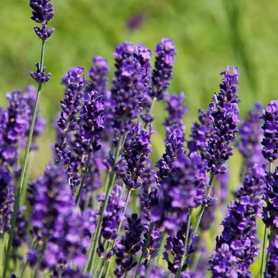 Lavandula angustifolia 'Hidcote'