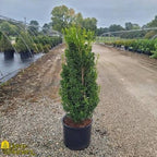 Buxus sempervirens 'Highlander'