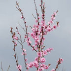 Prunus cerasifera 'Hollywood'