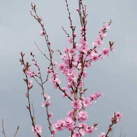 Prunus cerasifera 'Hollywood'