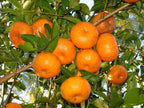 Citrus reticulata 'Honey'