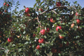 Malus domestica 'Honeycrisp'