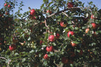 Malus domestica 'Honeycrisp'