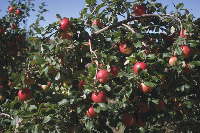 Malus domestica 'Honeycrisp'