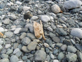 Montecito Rustic Cobble