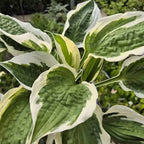 Hosta 'Patriot'