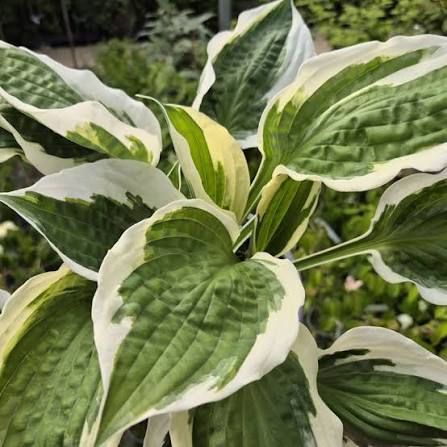 Hosta 'Patriot'