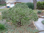 Arctostaphylos densiflora 'Howard McMinn'