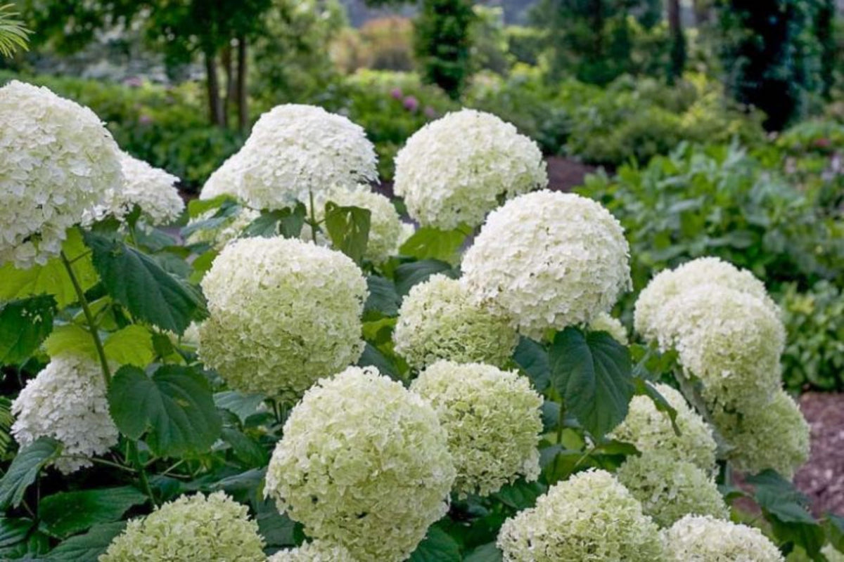 Hydrangea arborescens 'Incrediball'