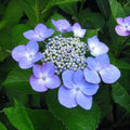 Hydrangea macrophylla 'Bailmacsix' ('Pop Star')