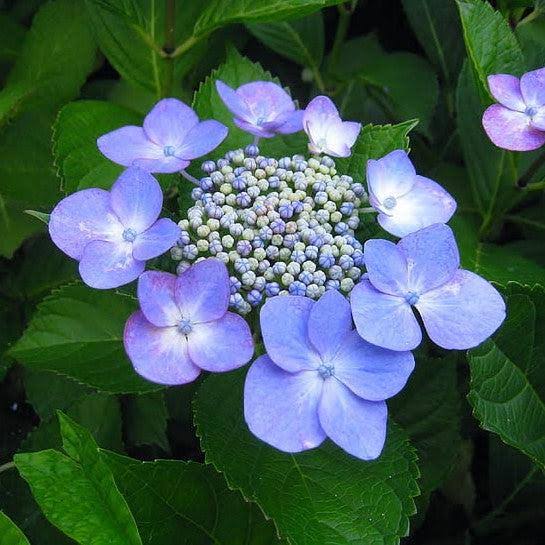 Hydrangea macrophylla 'Bailmacsix' ('Pop Star')