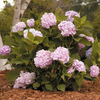 Hydrangea macrophylla 'Bailmer'