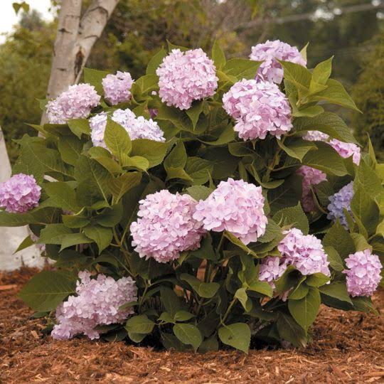 Hydrangea macrophylla 'Bailmer'