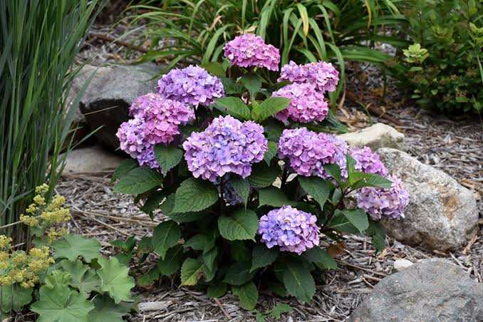 Hydrangea macrophylla 'BloomStruck'