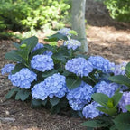 Hydrangea macrophylla 'Blue Jangles'