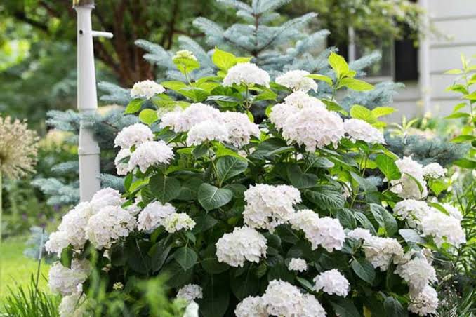 Hydrangea macrophylla 'Blushing Bride'