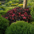Hydrangea macrophylla 'Eclipse'
