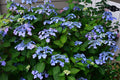 Hydrangea macrophylla 'PIIHM-I'