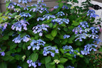 Hydrangea macrophylla 'PIIHM-I'