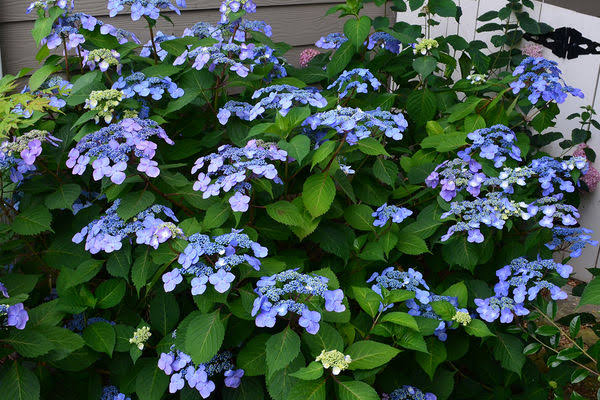 Hydrangea macrophylla 'PIIHM-I'