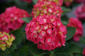 Hydrangea macrophylla 'Wee Bit Giddy'