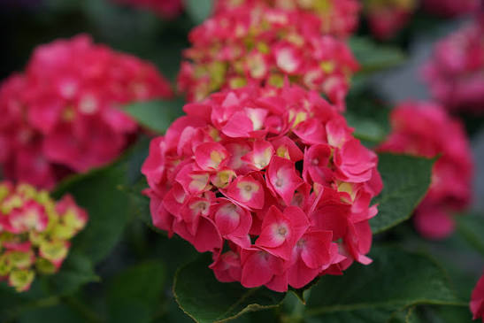 Hydrangea macrophylla 'Wee Bit Giddy'
