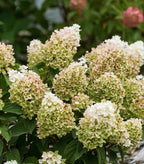 Hydrangea paniculata 'Bailpanone' (Little Hottie)