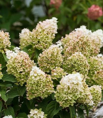 Hydrangea paniculata 'Bailpanone' (Little Hottie)