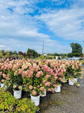 Hydrangea paniculata 'Limelight Prime'