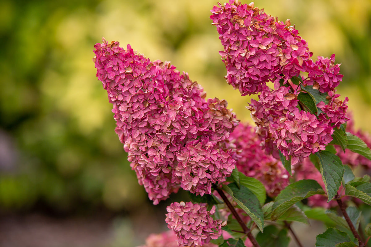 Hydrangea paniculata 'Renba' (Berry White)
