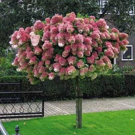 Hydrangea paniculata 'Renhy'