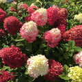 Hydrangea paniculata 'SMNHPH' ('Little Lime Punch')