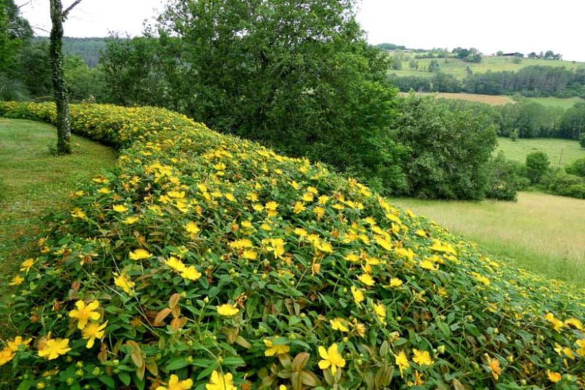 Hypericum calycinum