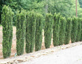 Ilex crenata 'Sky Pencil'