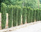 Ilex crenata 'Sky Pencil'