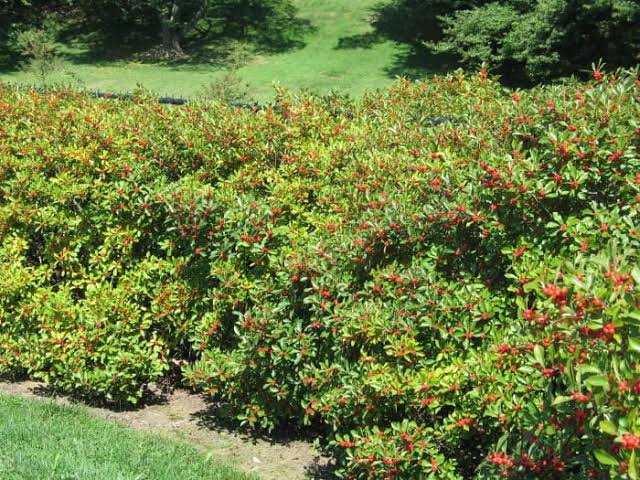 Ilex verticillata 'Nana'