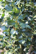 Ilex × altaclerensis 'Wilsonii' (standard form)