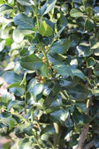Ilex × altaclerensis 'Wilsonii' (standard form)